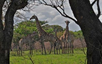 Pilanesberg Tented Safari Camp Mogwase Dış mekan fotoğraf